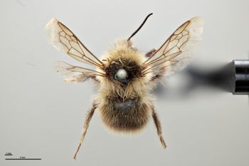 Media type: image;   Entomology 810698 Aspect: habitus dorsal view